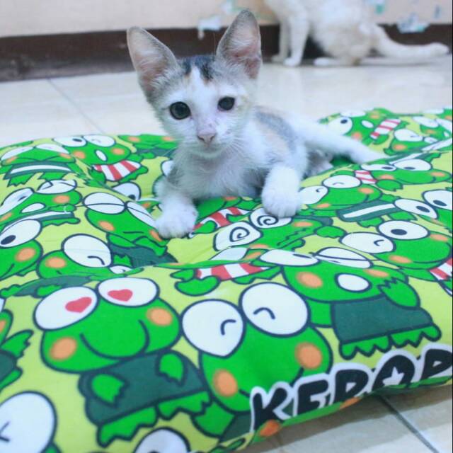 Bantal Kasur Kucing Lucu Keroppi Untuk Kucing Dan Anjing