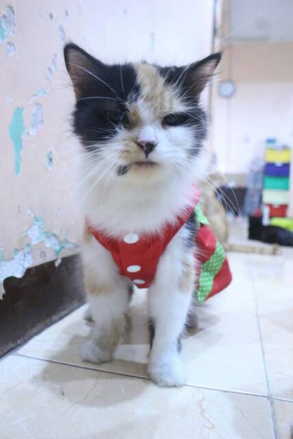 Dress lucu untuk kucing dan anjing edisi natal 2019 /baju kucing murah size S-XL