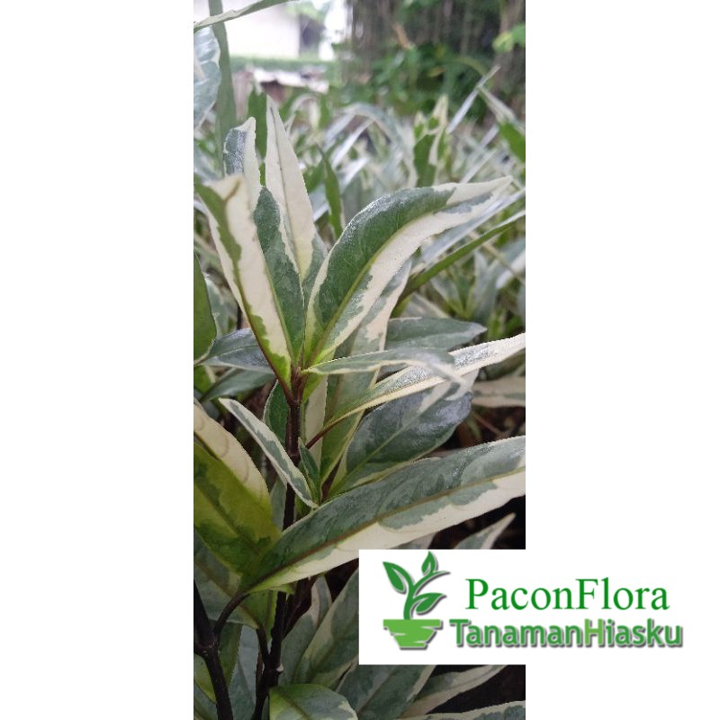 GANDARUSA VARIGATA / TANAMAN HIAS BIBIT GANDARUSA