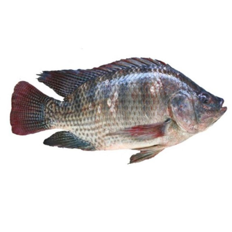 

Ikan mujair fresh - 500 gram