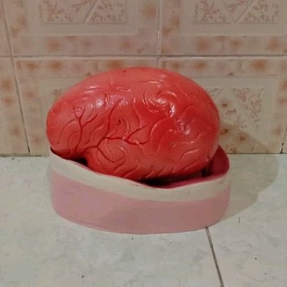 

Torso model otak alat peraga pendidikan model otak