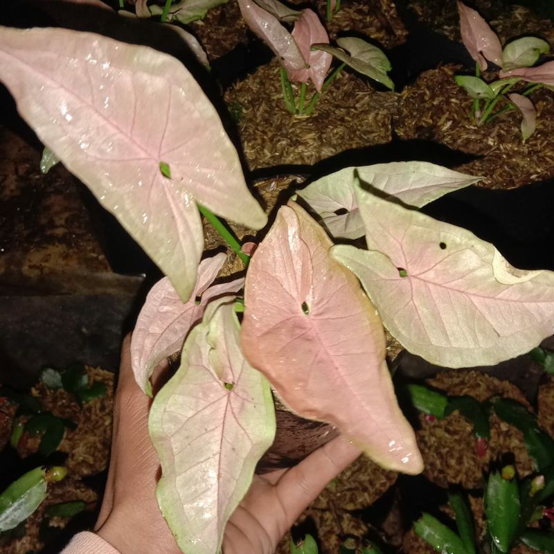 syngonium pink -- syngonium neon robusta