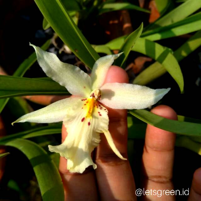 Anggrek Oncidium White Fairy