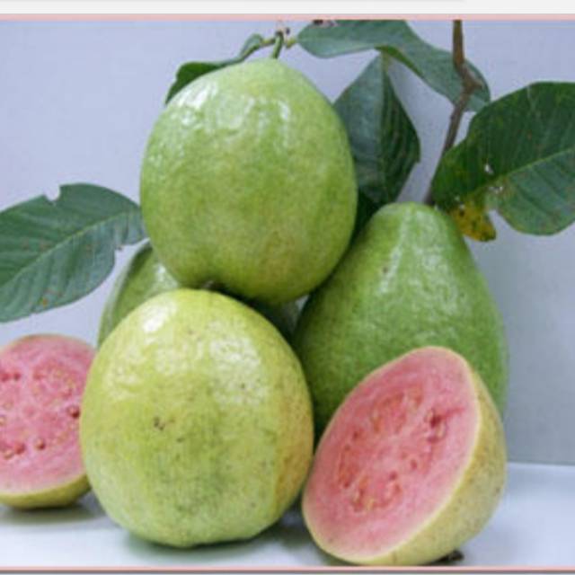 Jambu biji merah bangkok