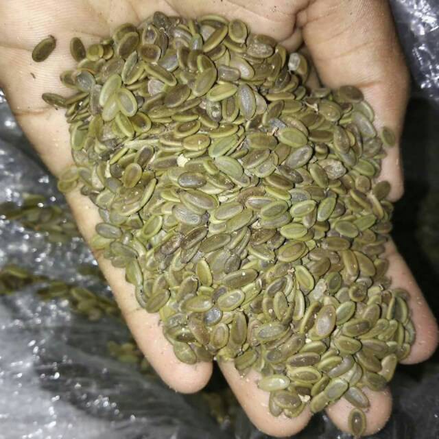 

Biji sengon solomon f2 murah