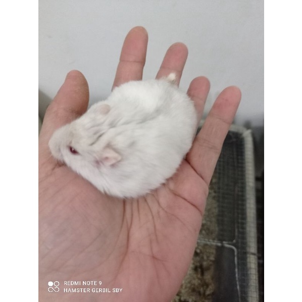 Indukan Hamster winter white jinak gembul via instan grab