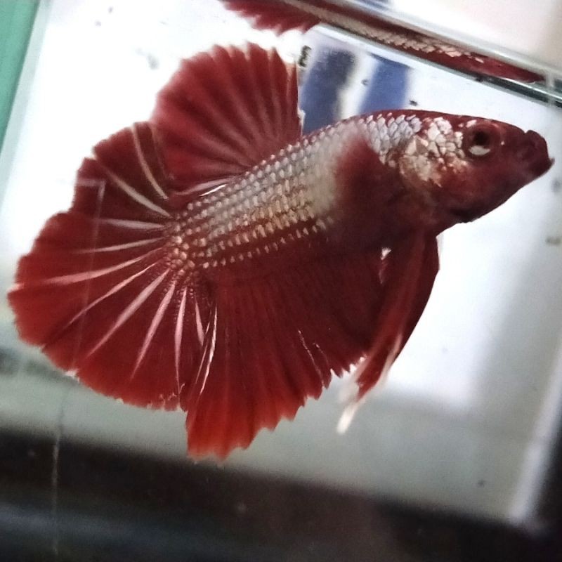

Ikan Cupang Plakat Red Cooper