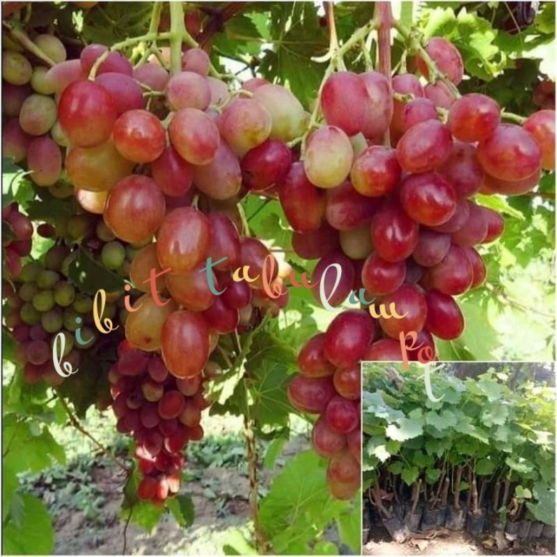 bibit anggur ninel import-bibit anggur ninel grafting