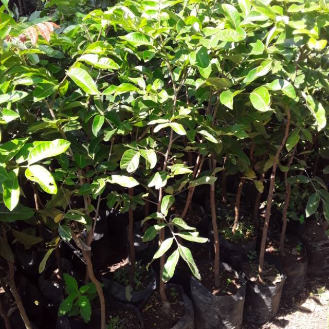 Bibit kelengkeng matalada super