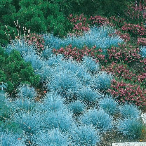 Rumput Biru/ Blue Fecue Grass/ Rumput Festuca