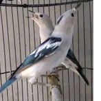 jalak kapas/sutra sepasang jantan dan betina