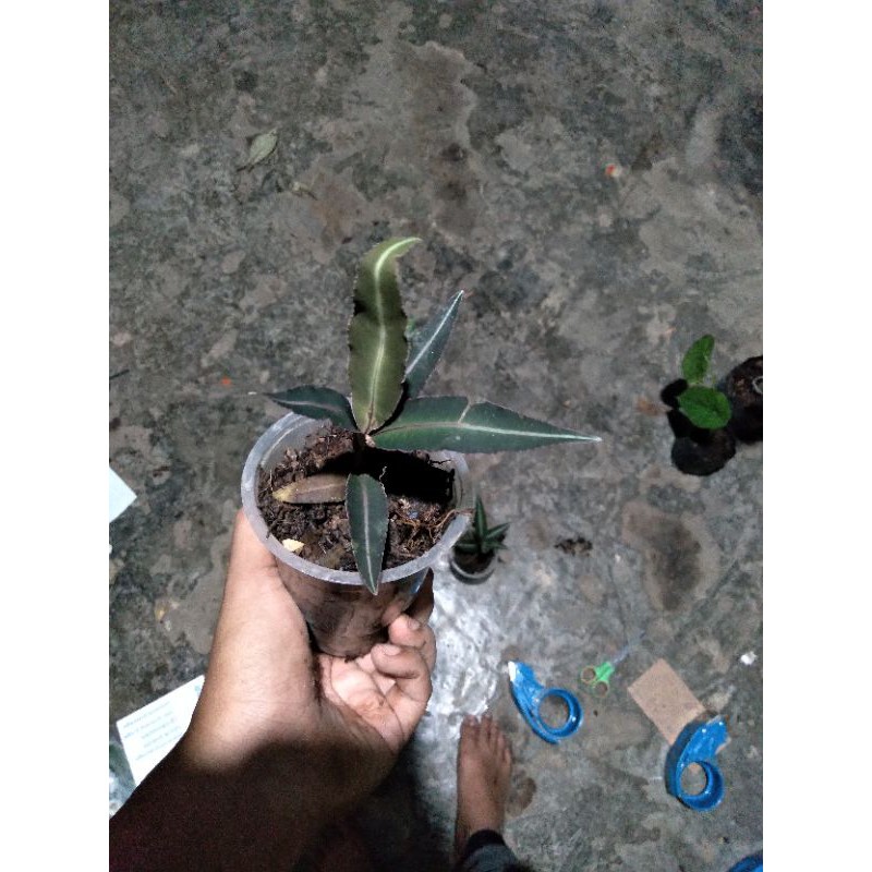 ardisia sp borneo