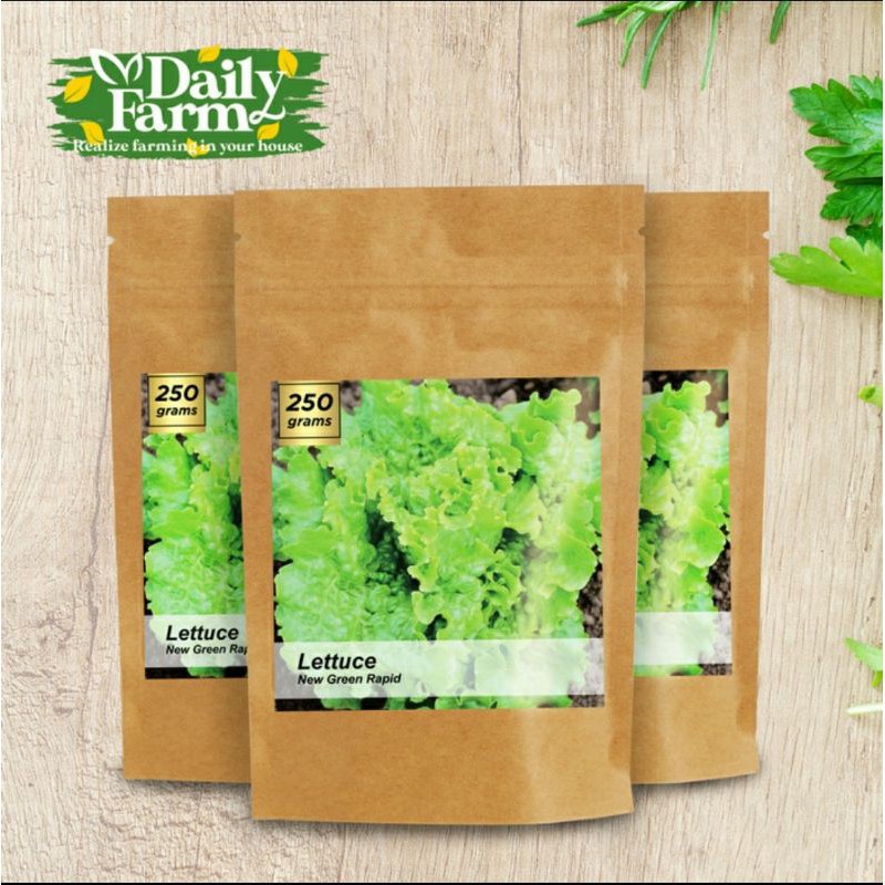 ( 250 Gram ) Benih Sayur Selada New Grand Rapid / Lettuce New Green Rapid - Bulk Size