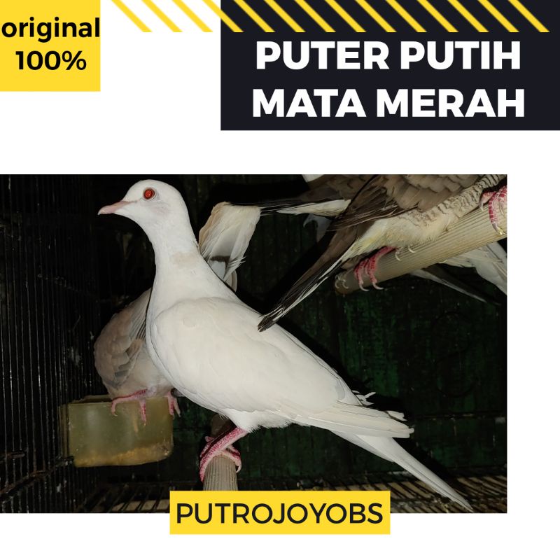 PUTER PUTIH MATA MERAH bukan tekukur perkutut