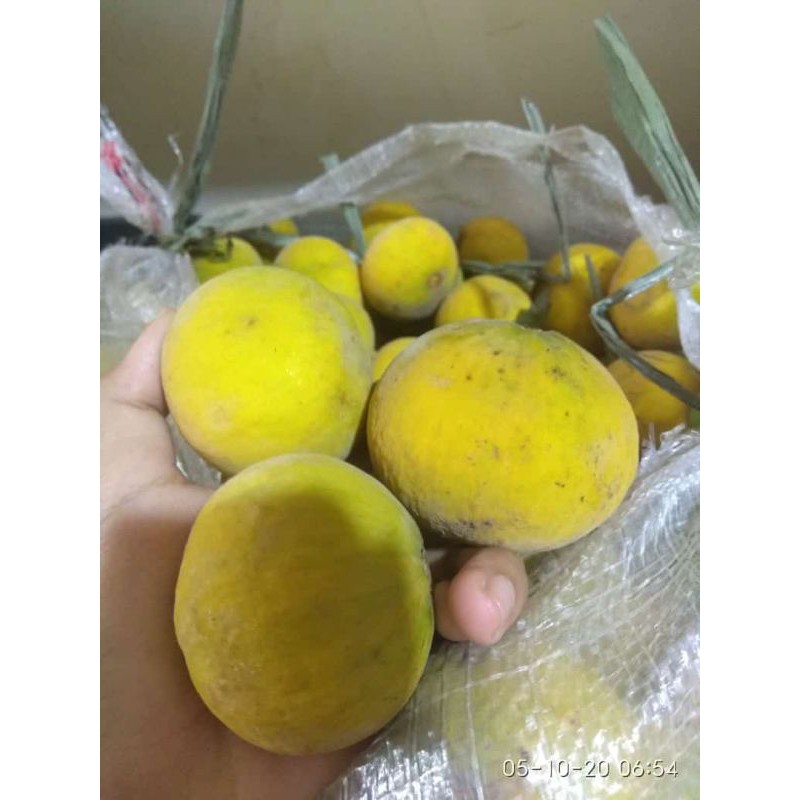 

kecapi daun