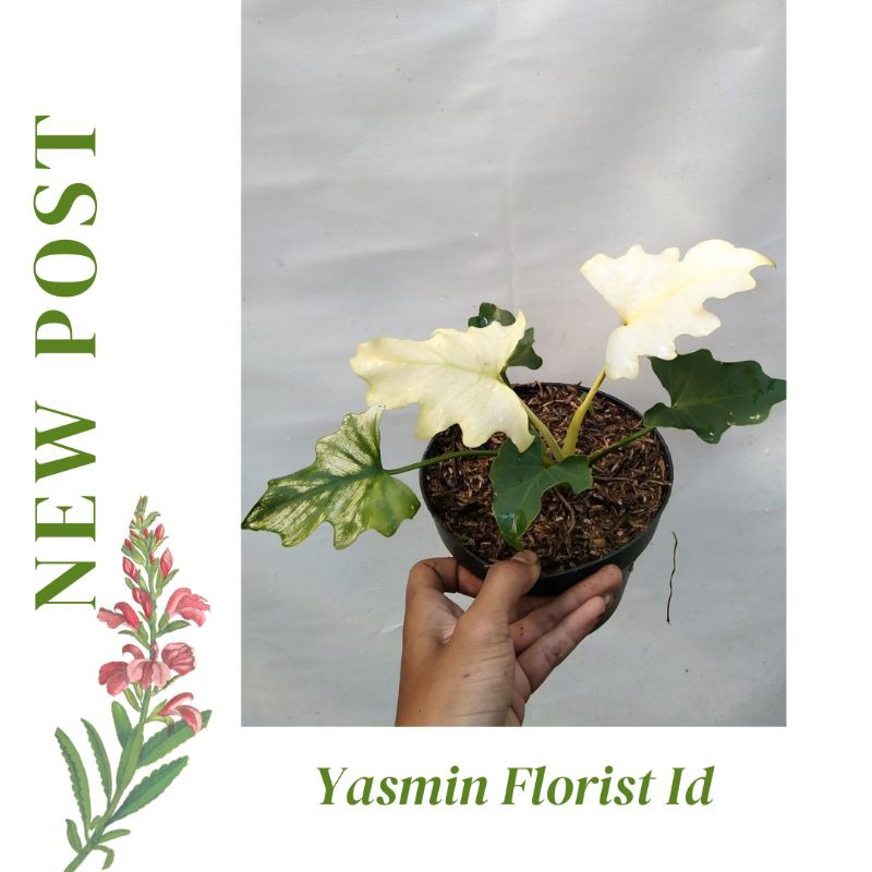 Tanaman Hias Philodendron Selloum Varigata Putih