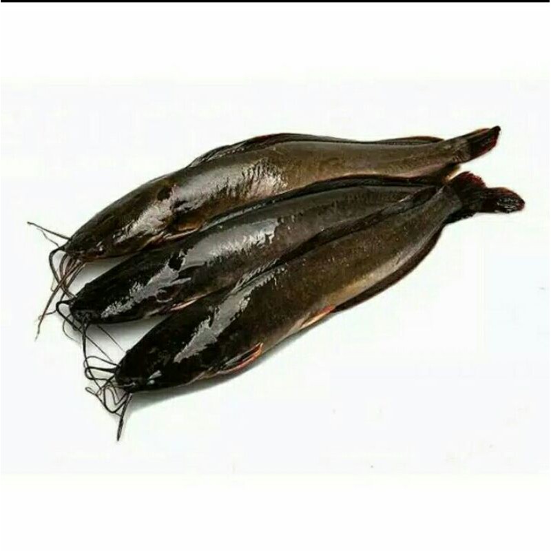 

Puri Segar Shop, Ikan Lele Segar/ 1 Kg (ORDERAN PAGI HARI)