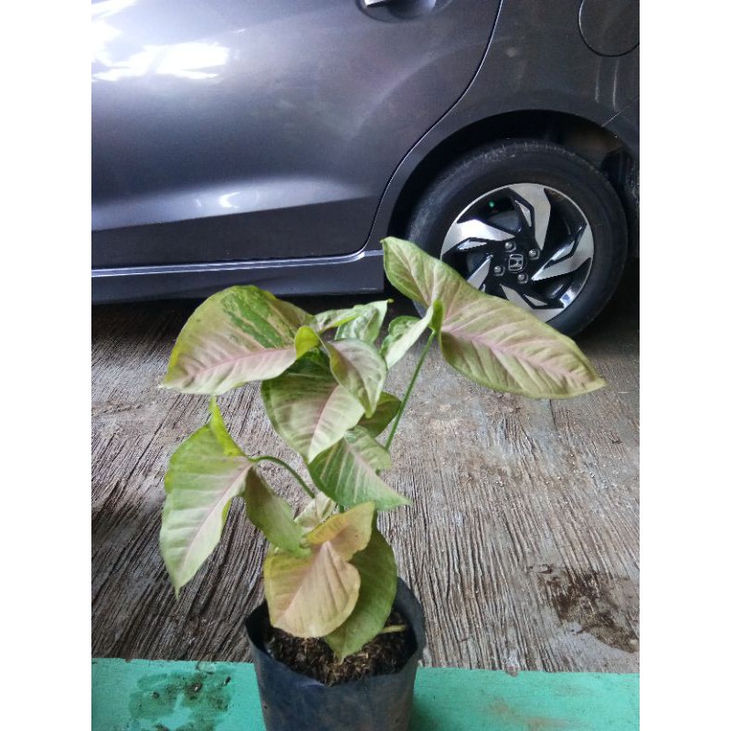 Syngonium Pink Flacked