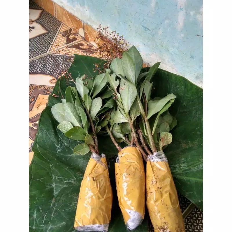 

gingseng jawa