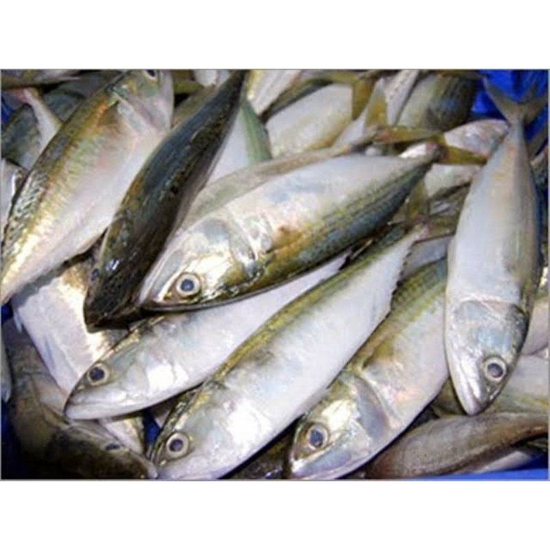 

Ikan kembung segar 1 kg