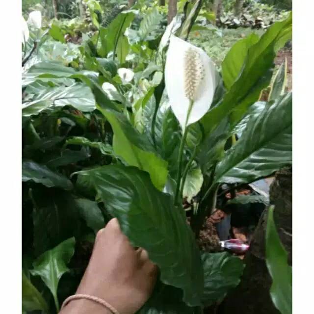 Tanaman Hias Sepatu Filum - Pohon Bunga Sepatu Filum