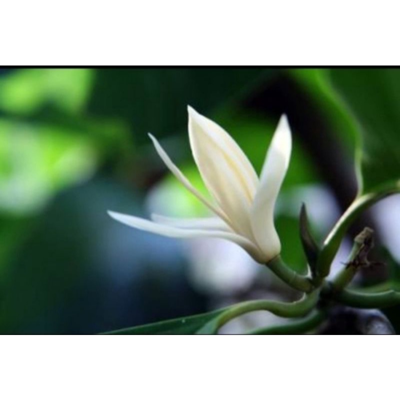 pohon bunga kantil / bibit pohon kantil