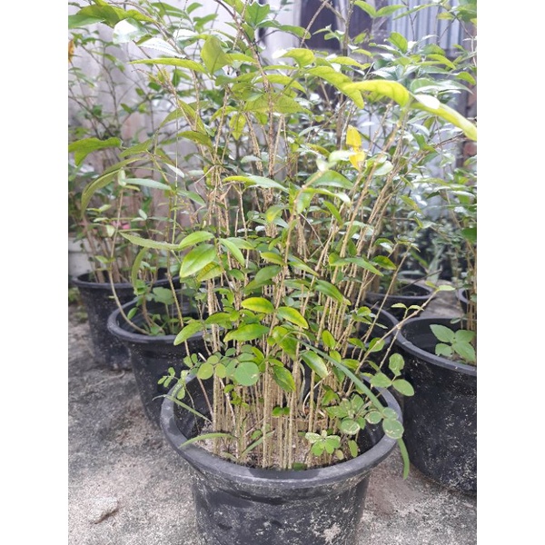 bibit bonsai anting putri semai dari biji