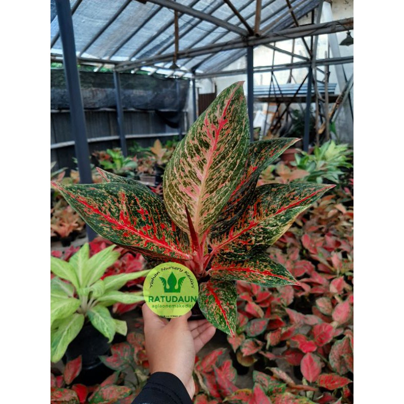 AGLONEMA TIARA/TANAMAN HIAS AGLONEMA MURAH TIARA/BUNGA IMPORT