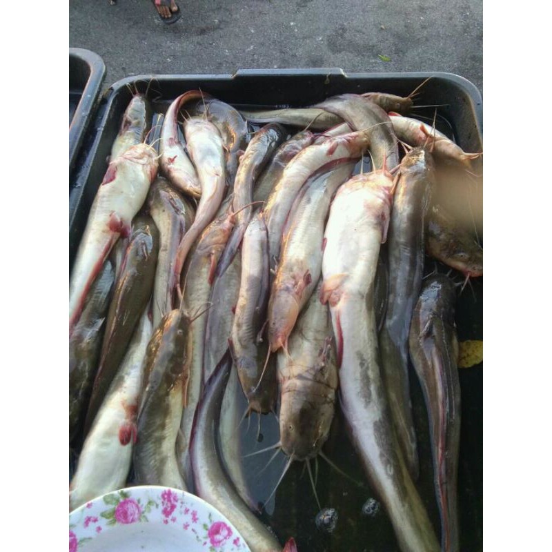 

Ikan Sembilang