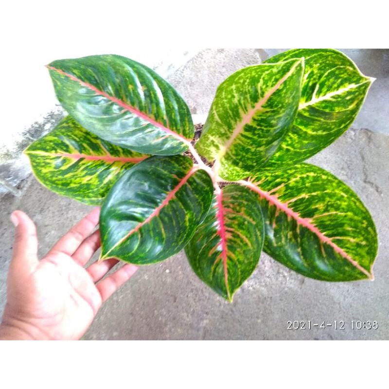 Aglonema Big Papa Indukan