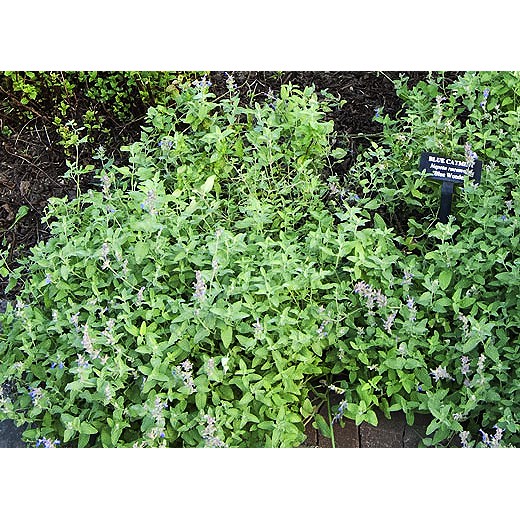 Benih-Bibit Herbs Catnip Common (Haira Seed)