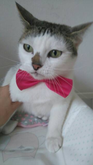 Dasi kalung kupu untuk anjing kucing kelinci