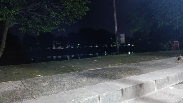 Bibit Anturium Jemani Mangkok Tornado