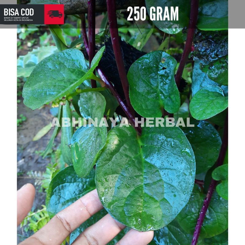 

Daun Binahong Segar / daun binahong merah 250 gram