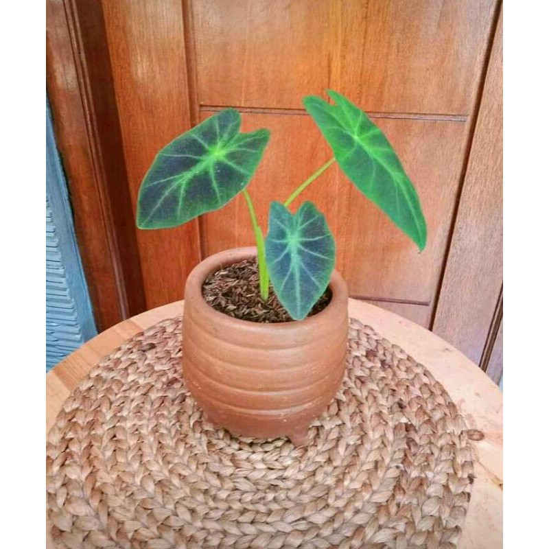 caladium black magic/keladi hitam