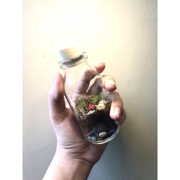 mini terrarium kit murah terrarium