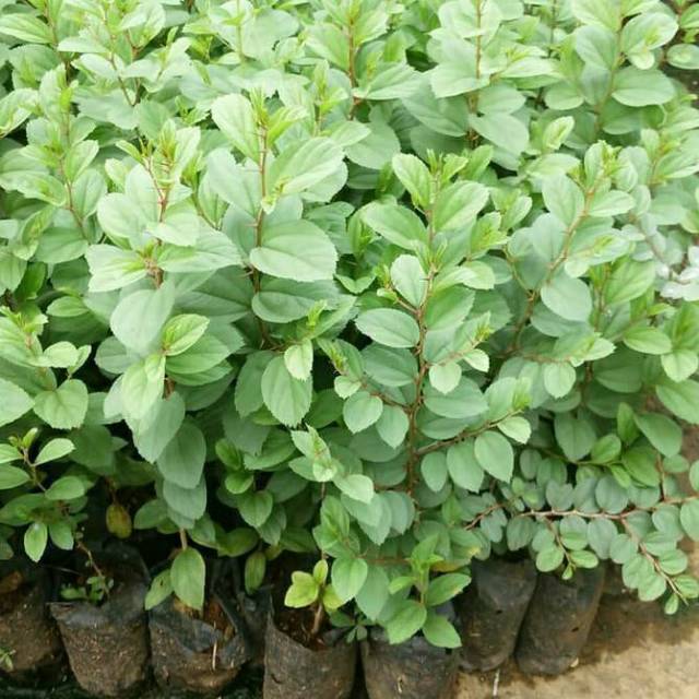 [Beli 2 Gratis 1] Bibit Tanaman Pohon Bidara Arab SIDR Bibit Tanaman Buah Anti Jin
