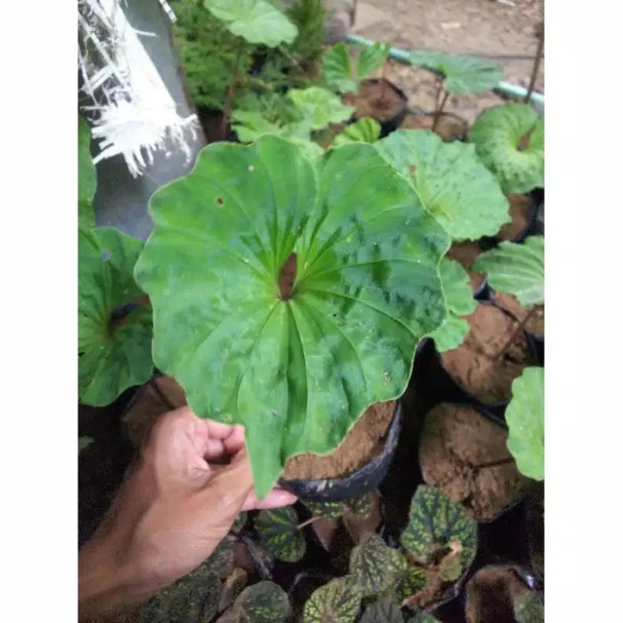 

Nervilia Concolor antik