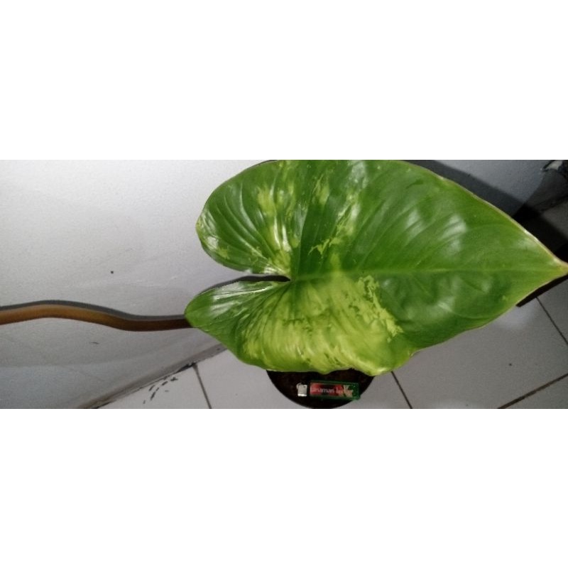 homalomena rubescens variegata