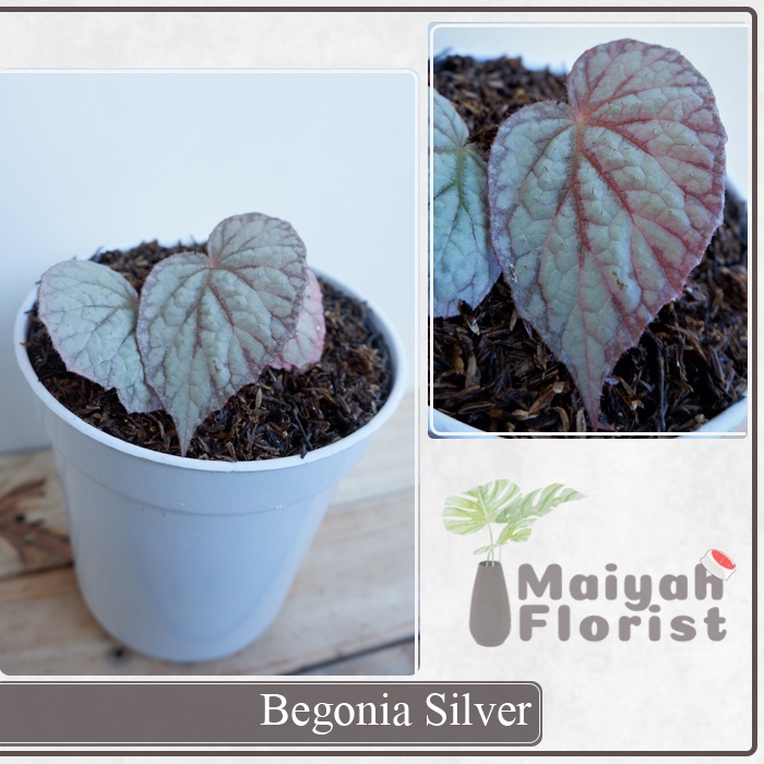 Begonia Silver - Tanaman Daun