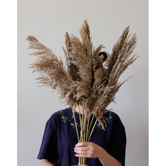 SATUAN MEDIUM FLUFFY BROKEN WHITE PAMPAS / BROWN PAMPAS / DRIED PAMPAS / BULU PAMPAS KERING