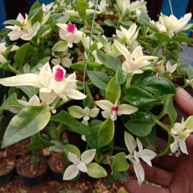 tanaman hias gantung hebras gerbera