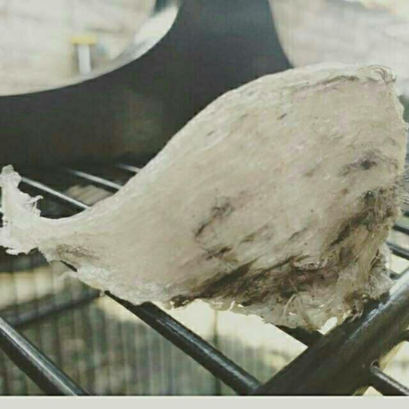 

SARANG BURUNG WALET BERAT 100gr