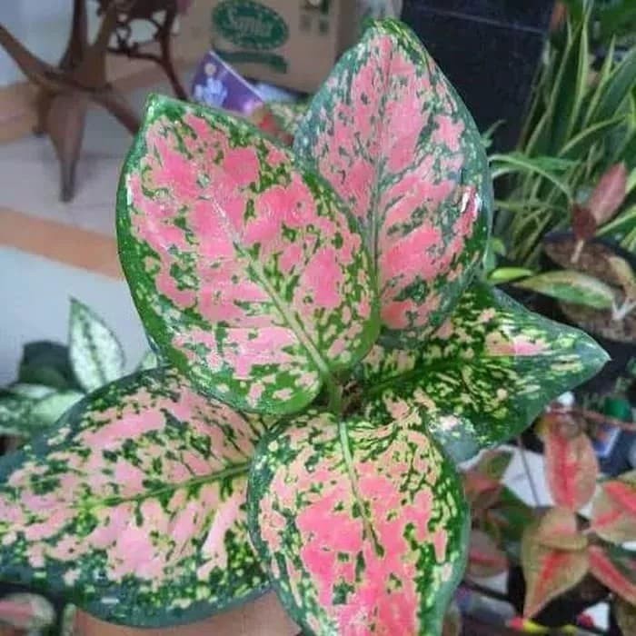 Tanaman Hias Aglaonema Red King
