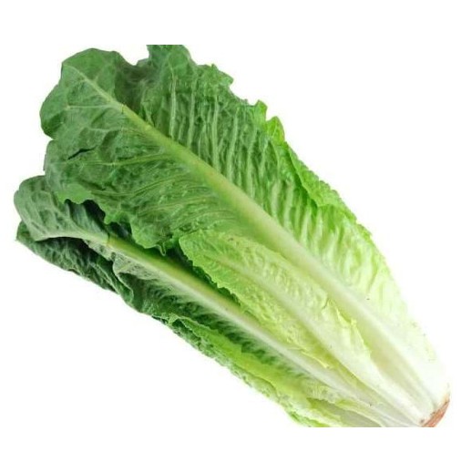 

Sayur Romaine Lettuce Selada Romen Segar 250 gram
