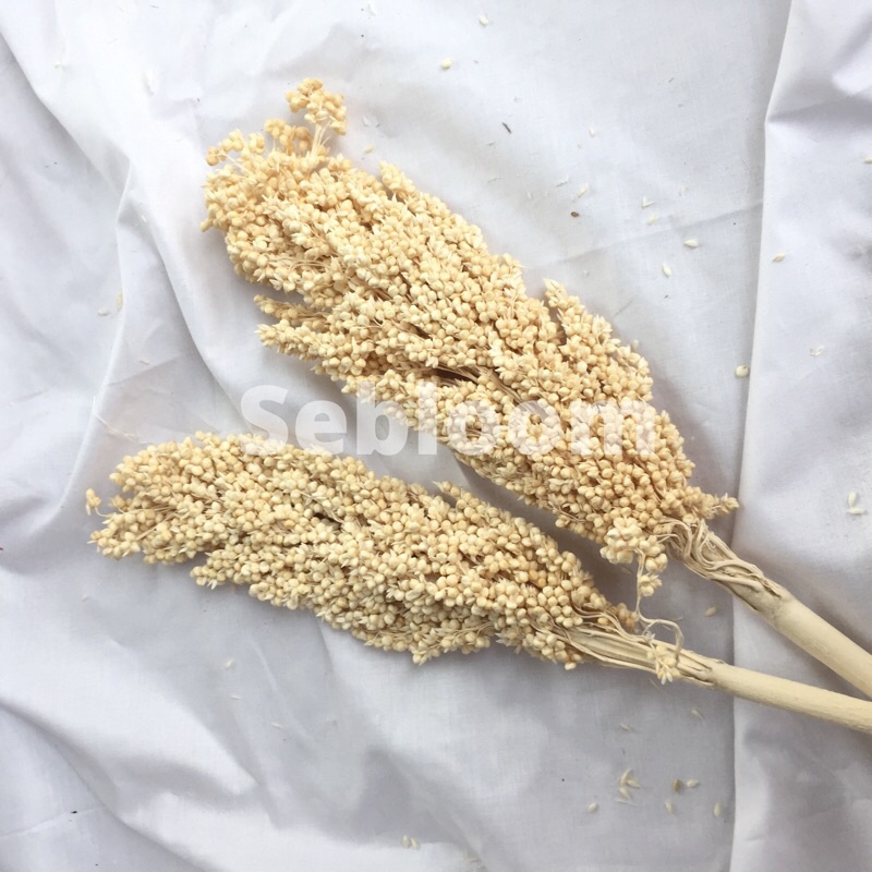 [1pc] Sorghum / bunga cantel / Sorghum kering / Sorghum preserved eceran