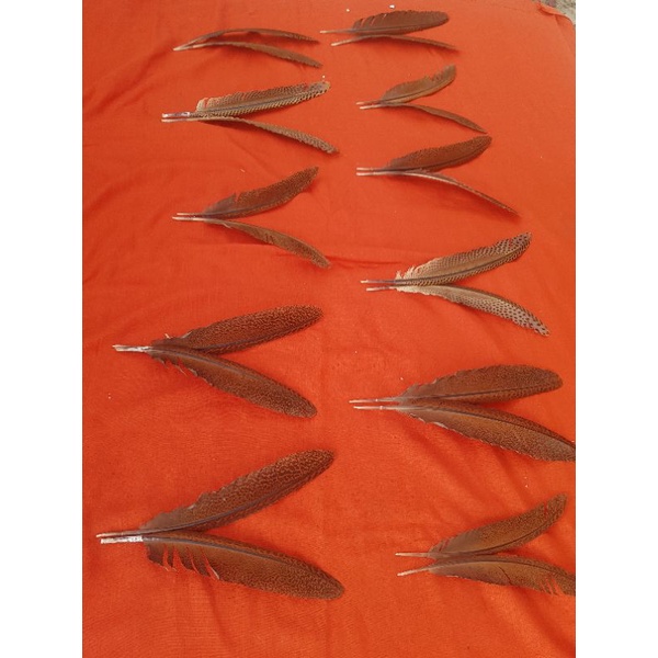 Bulu burung ruai pendek