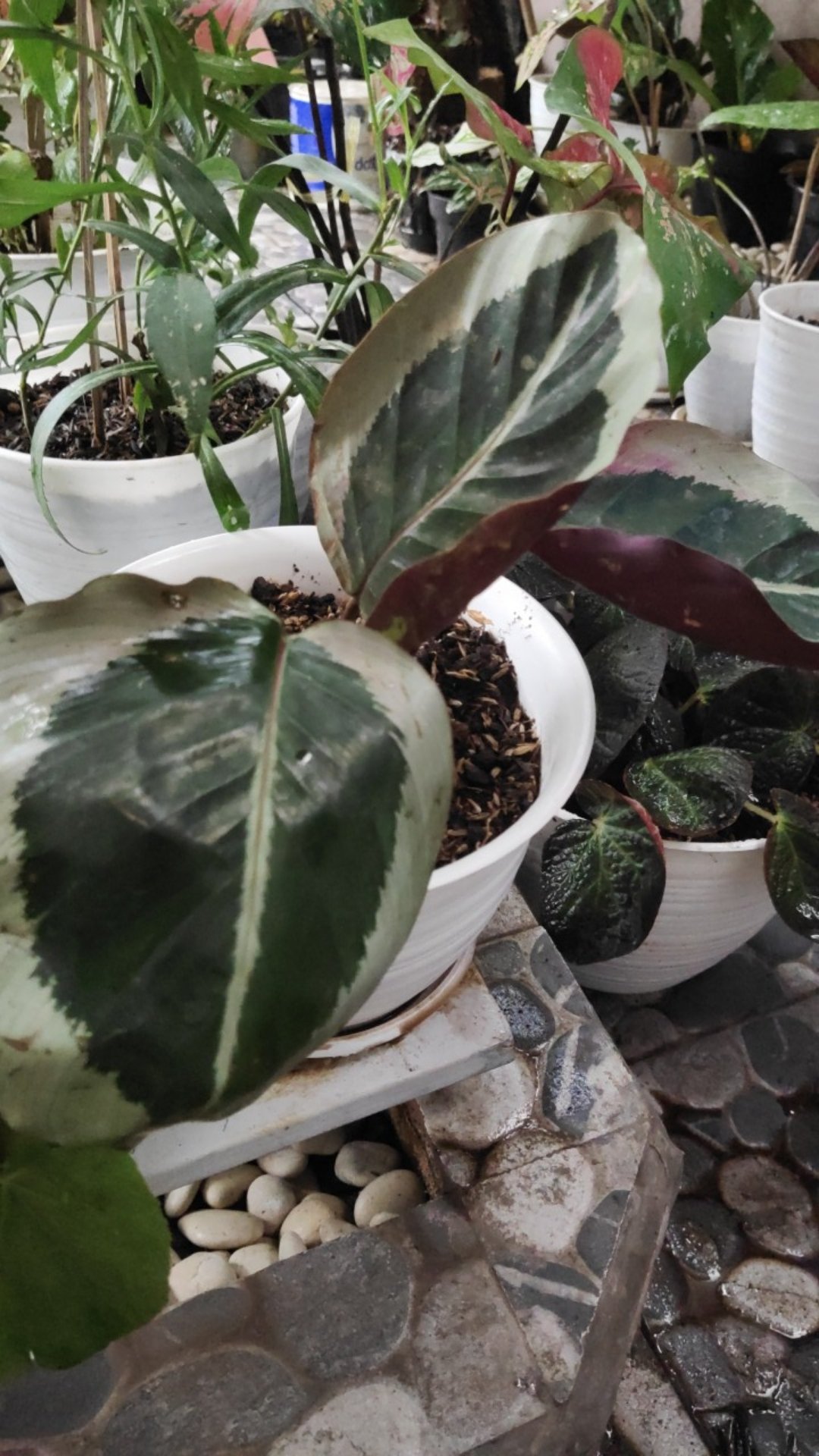 Tanaman Hias Calathea Marion