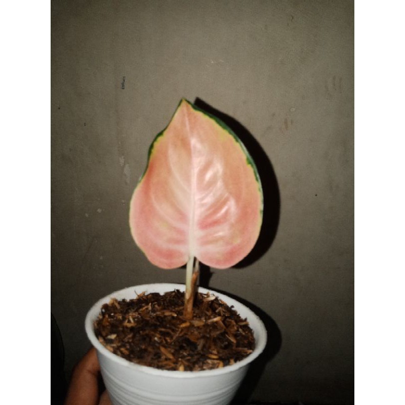 bonggol sultan brunei aglaonema