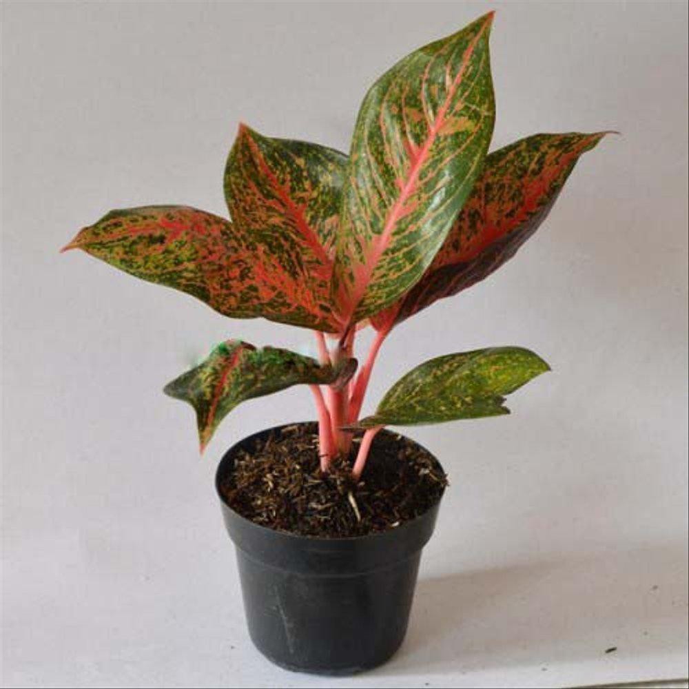 Aglonema BIGROY Tanaman Pohon Hias Red Merah Aglaonema  